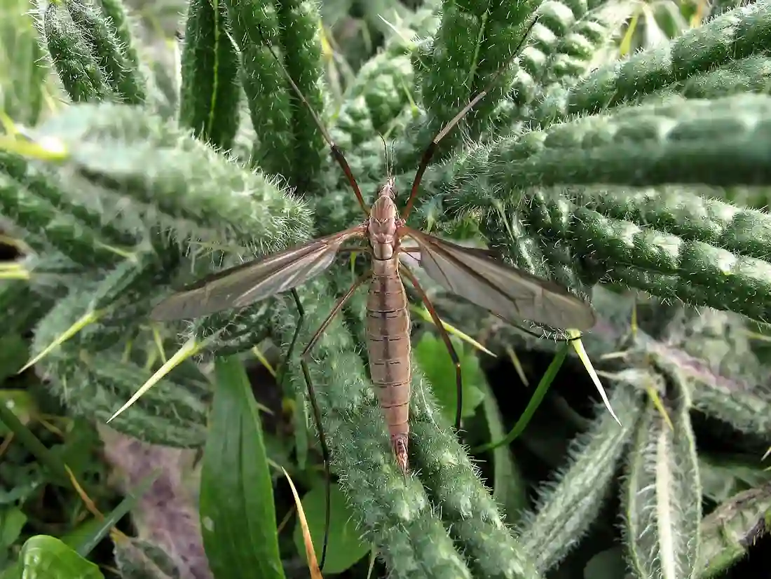 Adult crane fly or daddy-long-legs resting on foliage