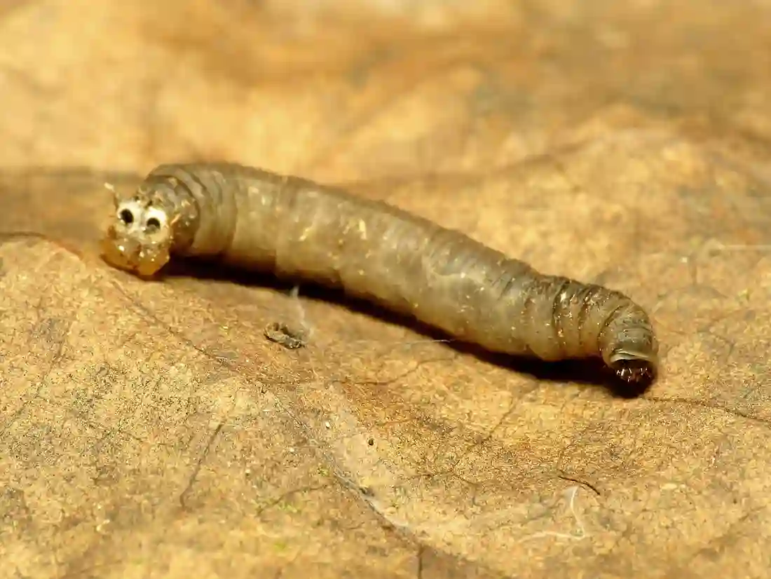 Close view of a leatherjacket grub showing its small head and blunt rear end