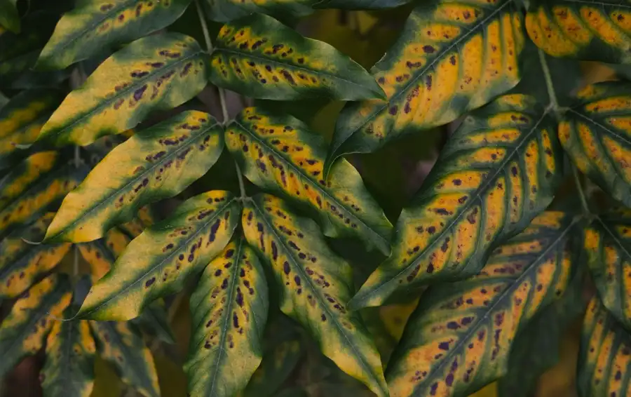 Plant leaves turning yellow with dark stress spots.
