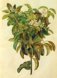 How to Grow a Lemon Tree (Fresh Lemons in Pots)