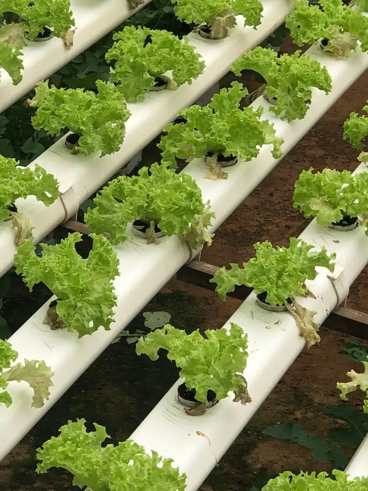 Lettuce growing in NFT channels fed by nutrient solution.