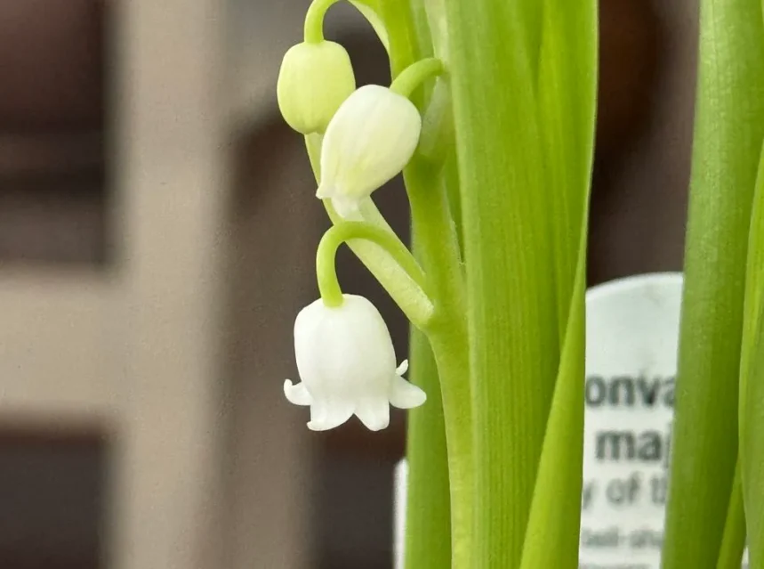 Lily of the valley