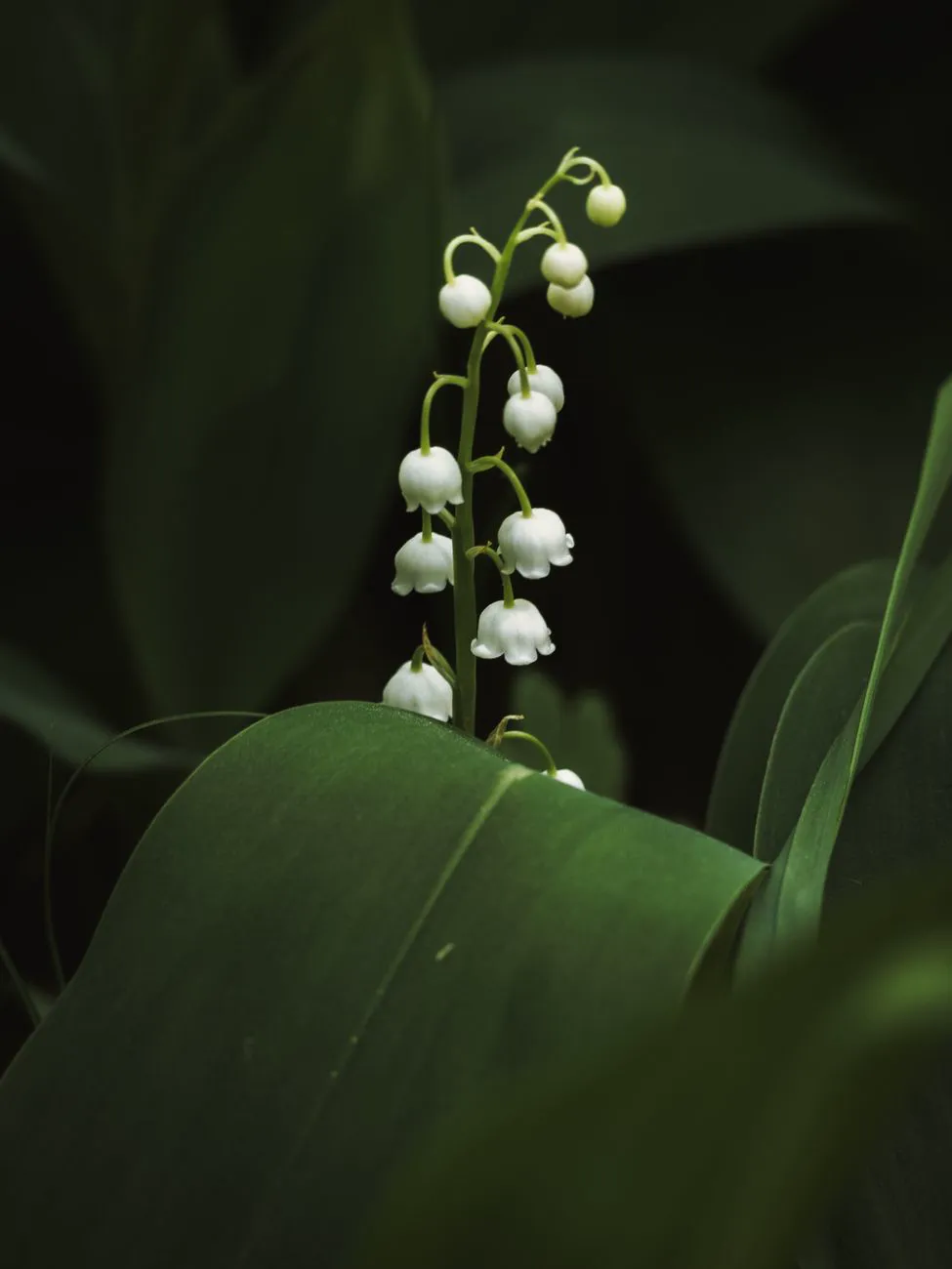 Close-up of white Lily of the Valley flowers among leaves.