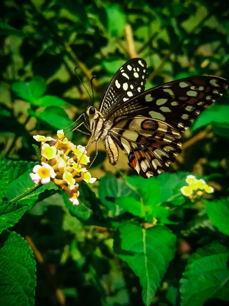 Lime butterfly feeding on lantana flowers.