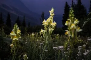 How to Grow Linaria (Toadflax)