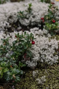 How to Grow Lingonberry