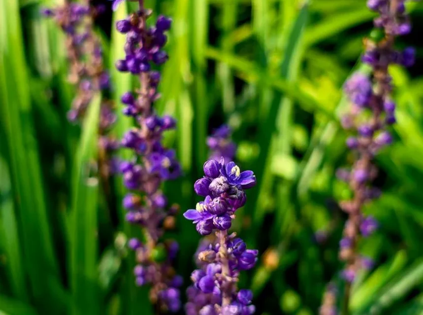 Liriope