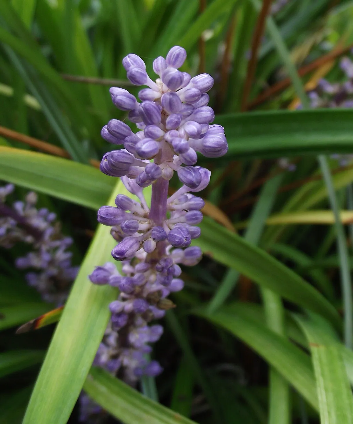 Liriope plant.