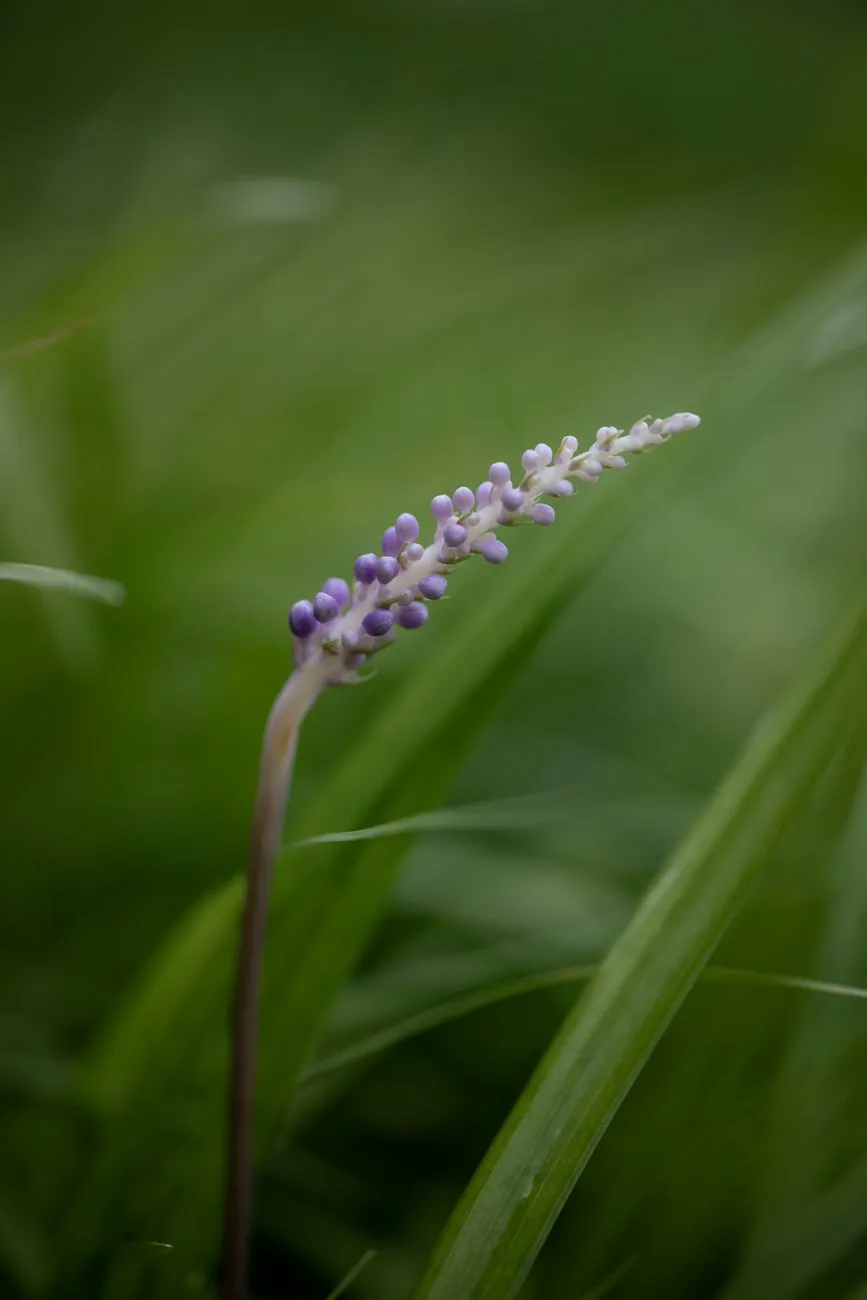 Macro photograph of purple Liriope spicata flower spike amidst lush green grass.