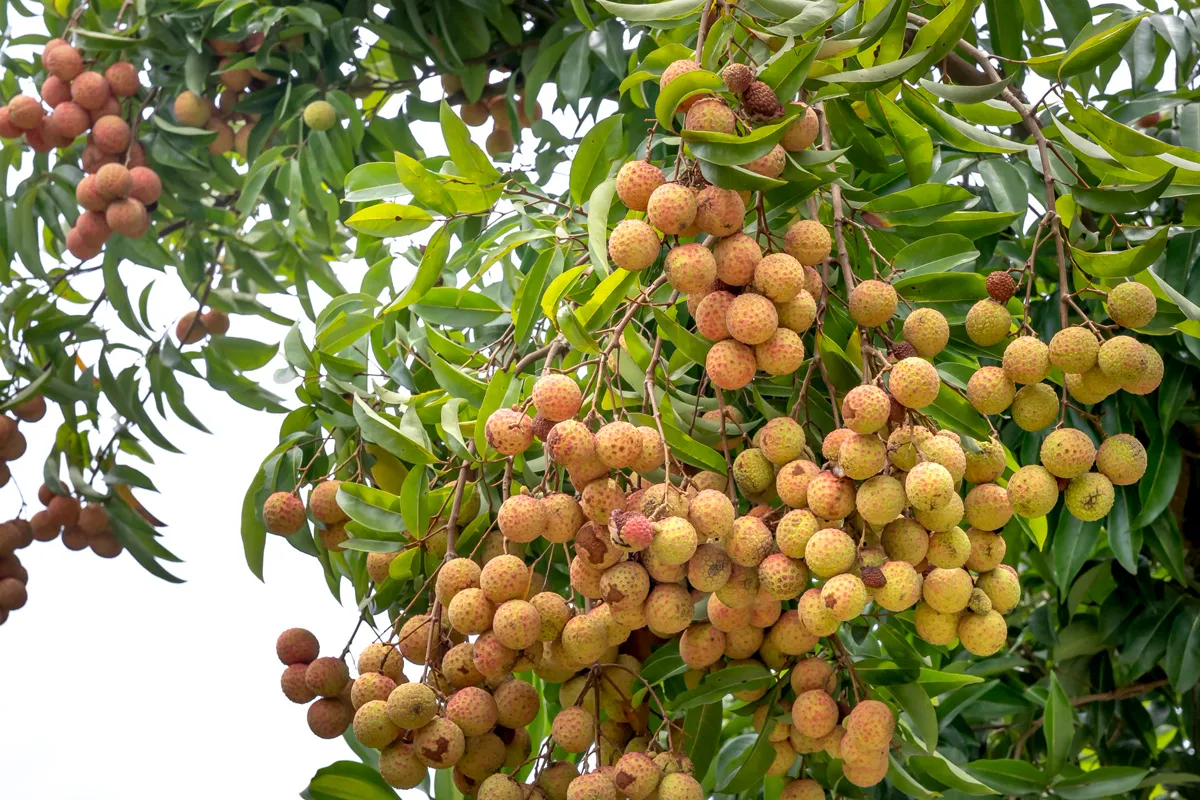 How to grow litchi — bunch of ripe red litchi fruit on the tree