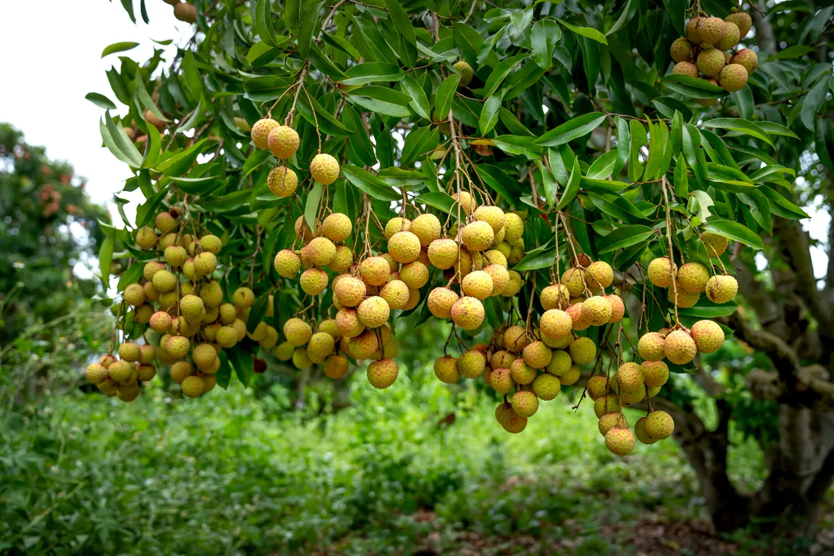 Litchi — Ripe lychees hanging in bunches on a green tree during harvest season.