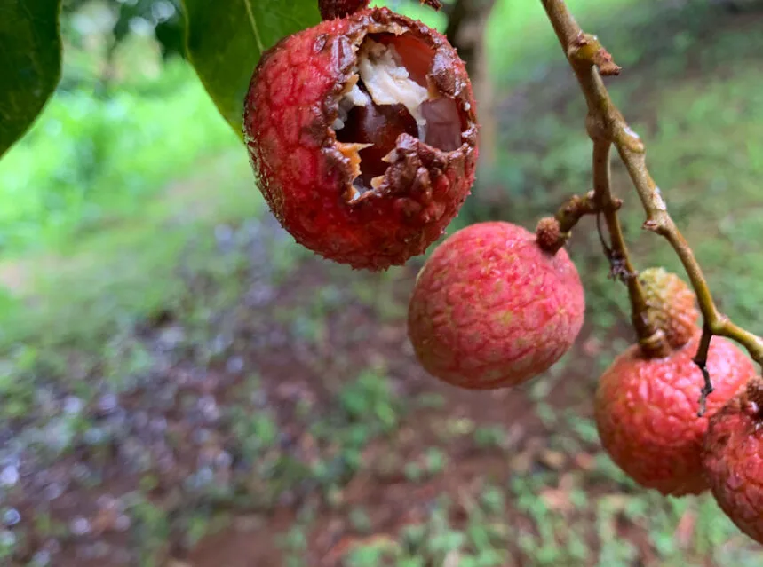 Cluster of red litchi (lychee) fruit