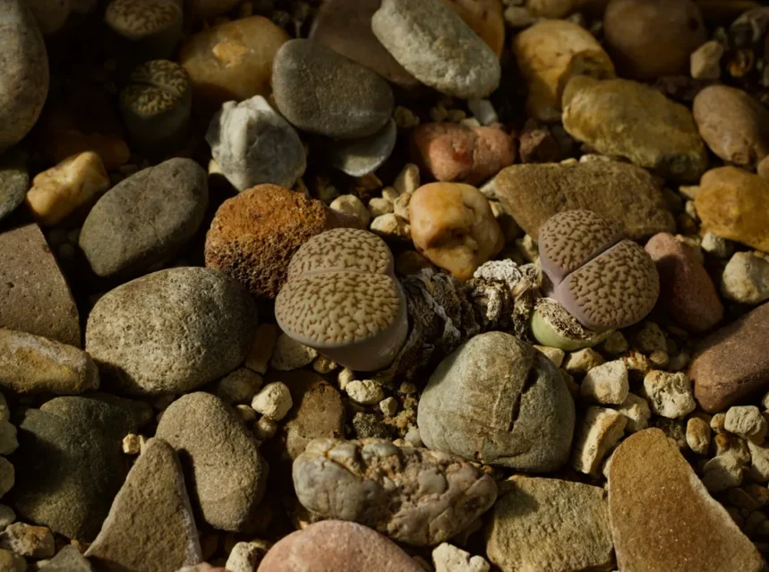 Lithops