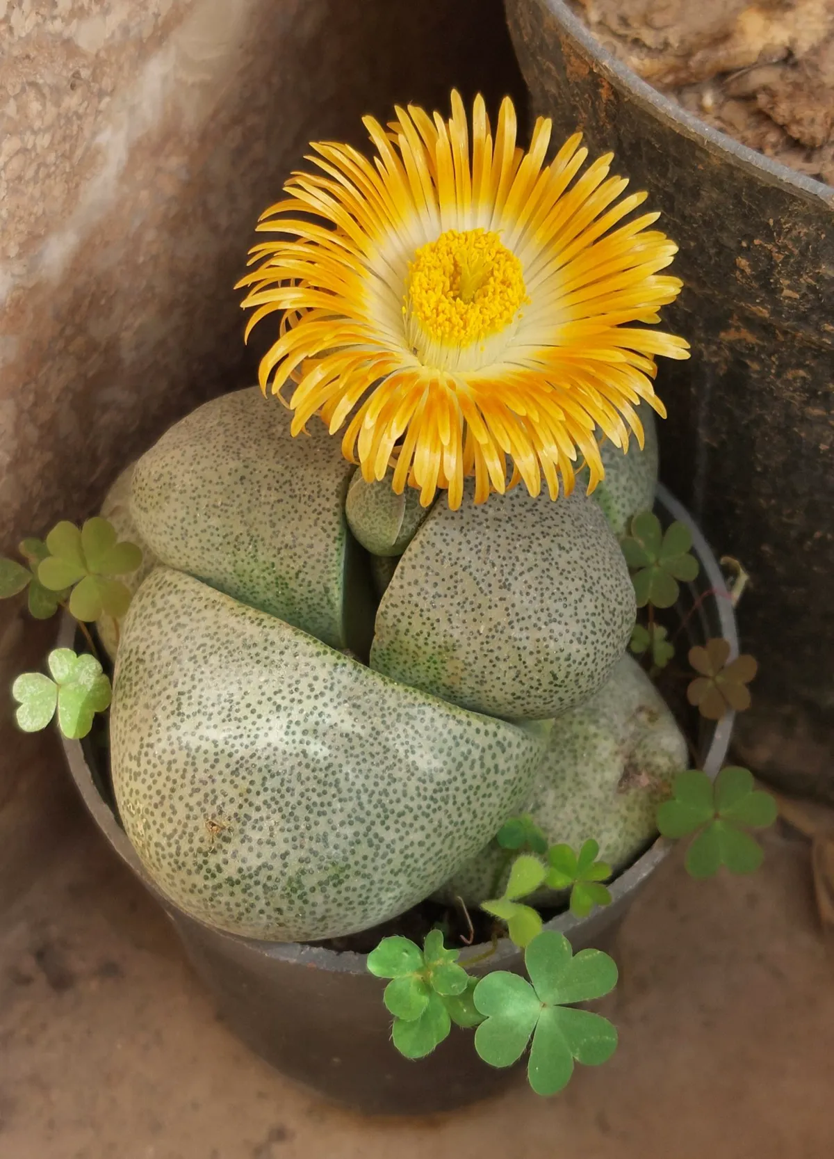 Lithops plant, with its distinctive stone like leaves, produces a yellow flower.