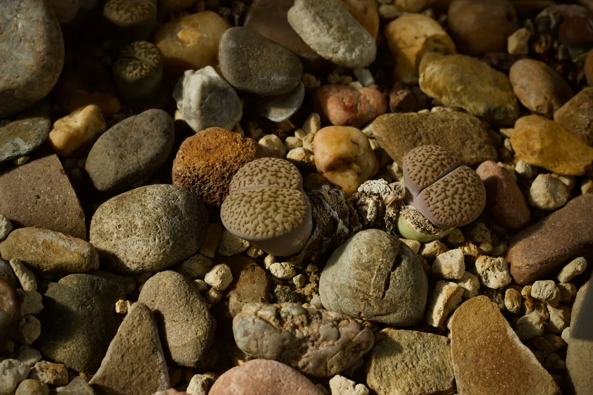 Two patterned lithops bodies growing among matching pebbles
