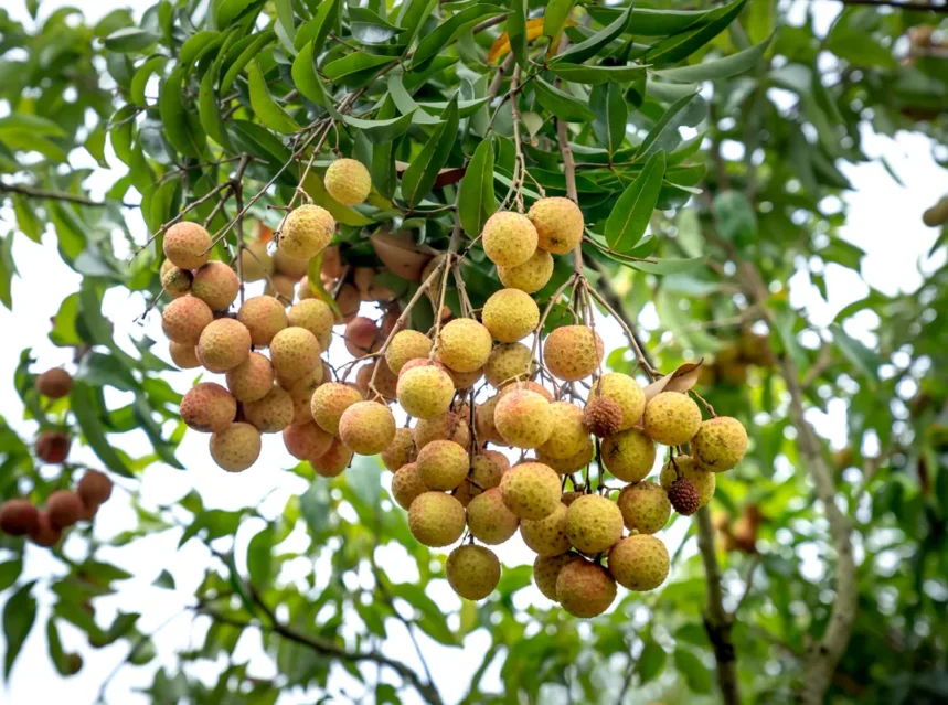 Dense hanging cluster of tan-skinned longan fruit beneath narrow green leaves