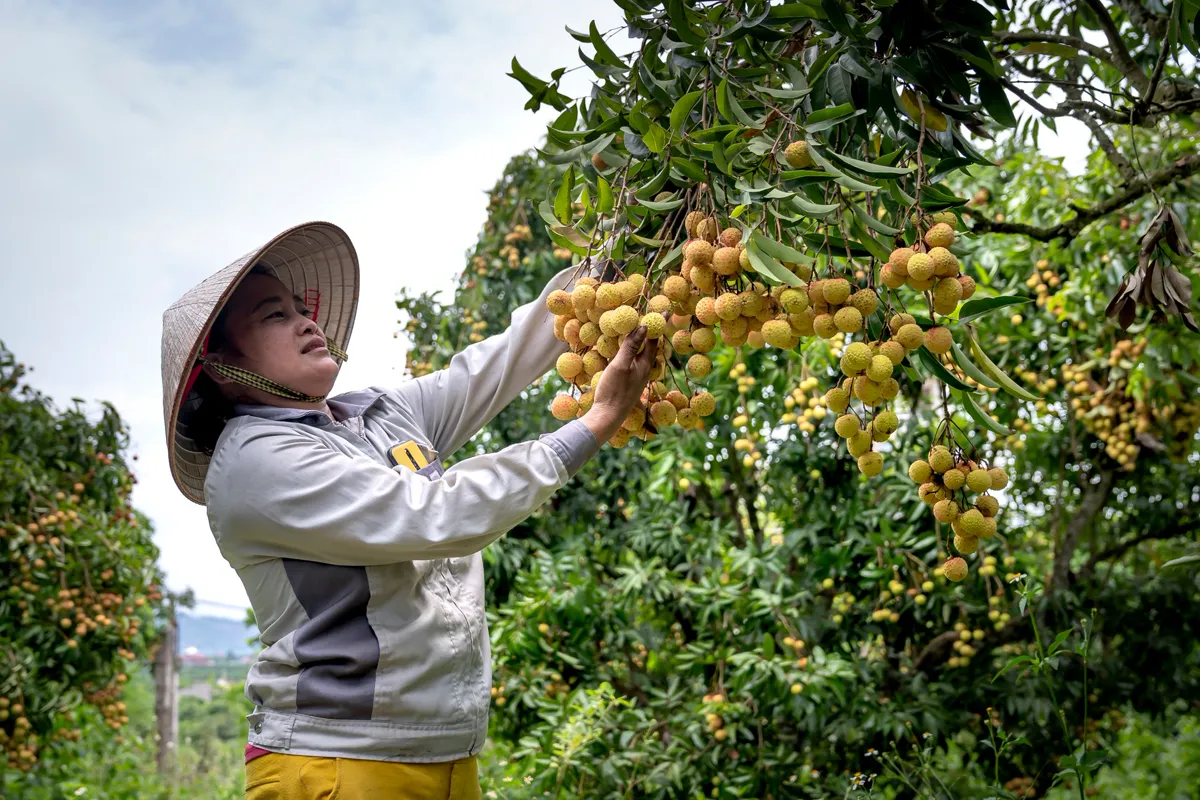 Grower harvesting ripe longan clusters from a laden tree