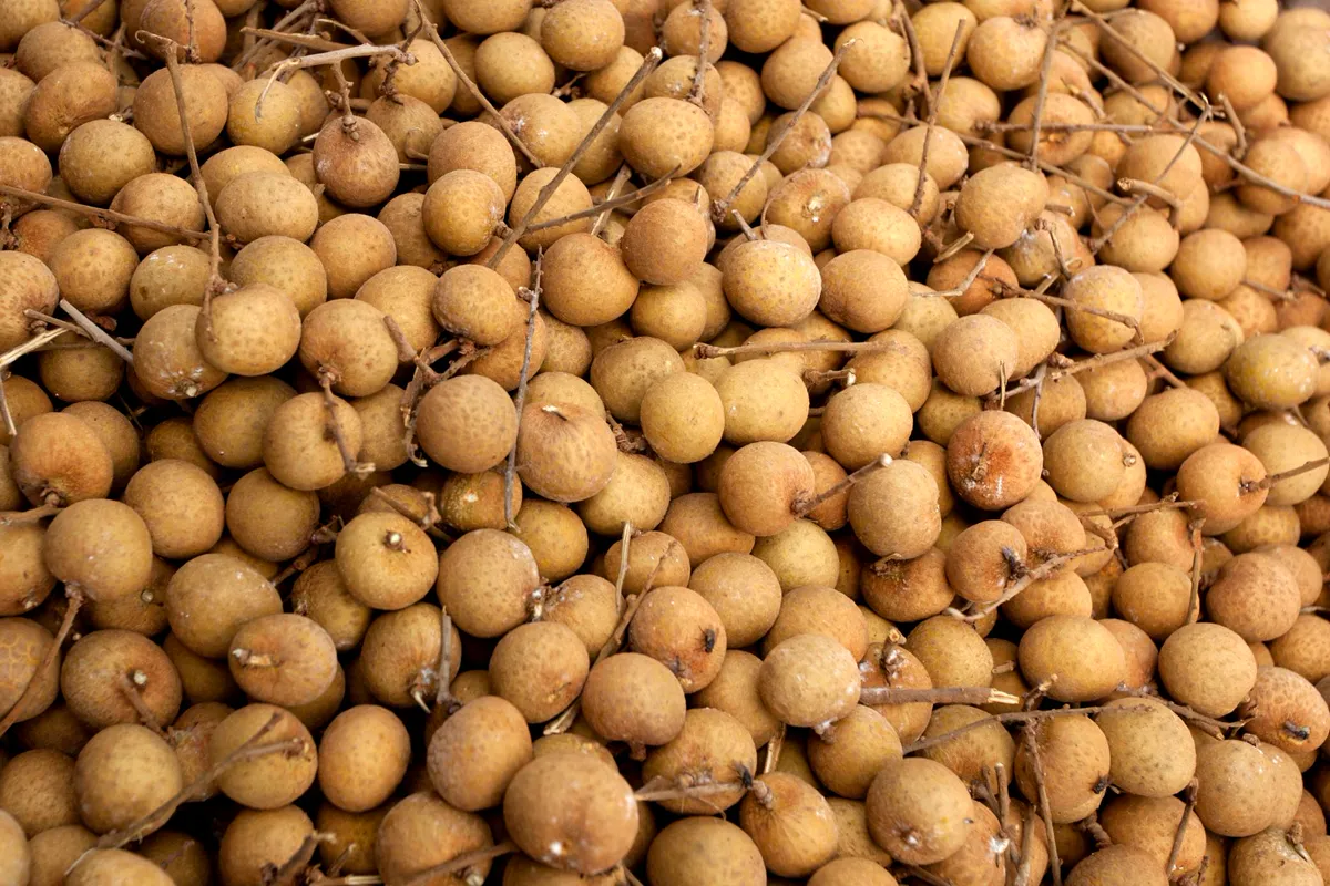 Pile of freshly harvested tan longan fruit with short stems