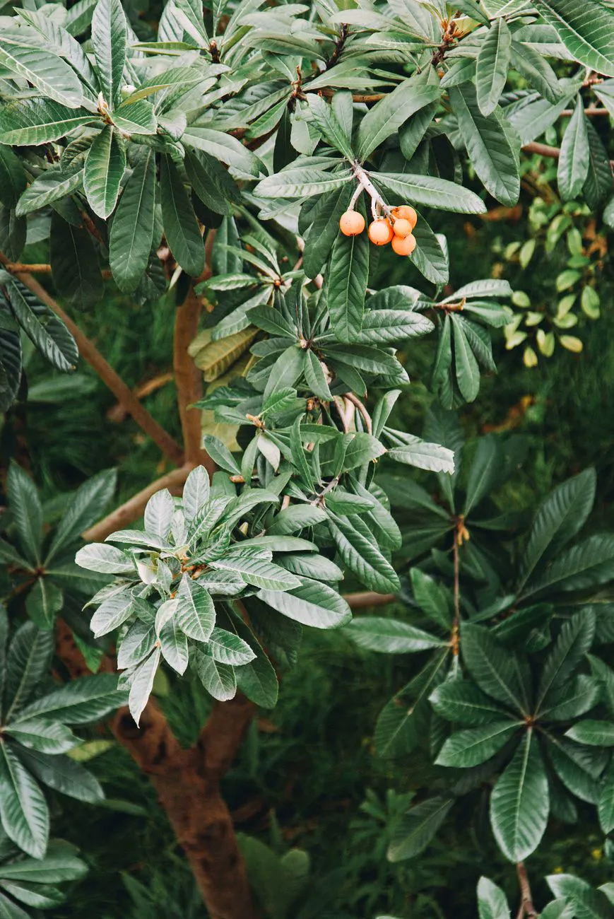 A loquat tree branch with ripe orange fruits and green leaves outdoors.