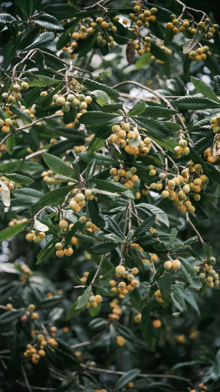 Close-up of loquat fruit clusters hanging on green leafy branches in daylight.