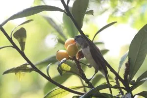 How to Grow a Loquat Tree
