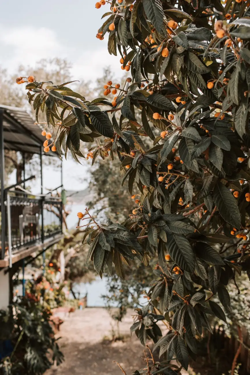Ripe orange loquats hanging in heavy clusters on a mature fruiting branch in a coastal garden