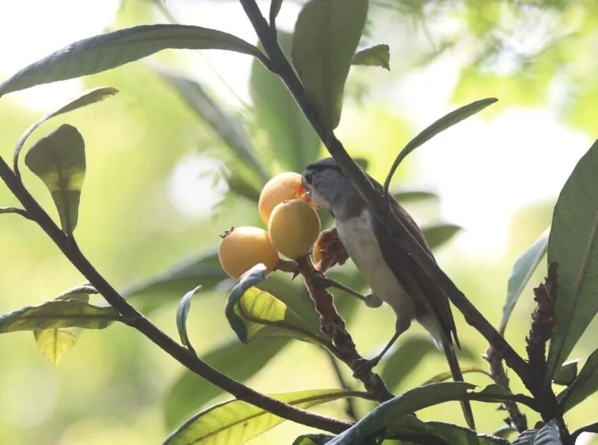 Golden loquat fruit on the tree