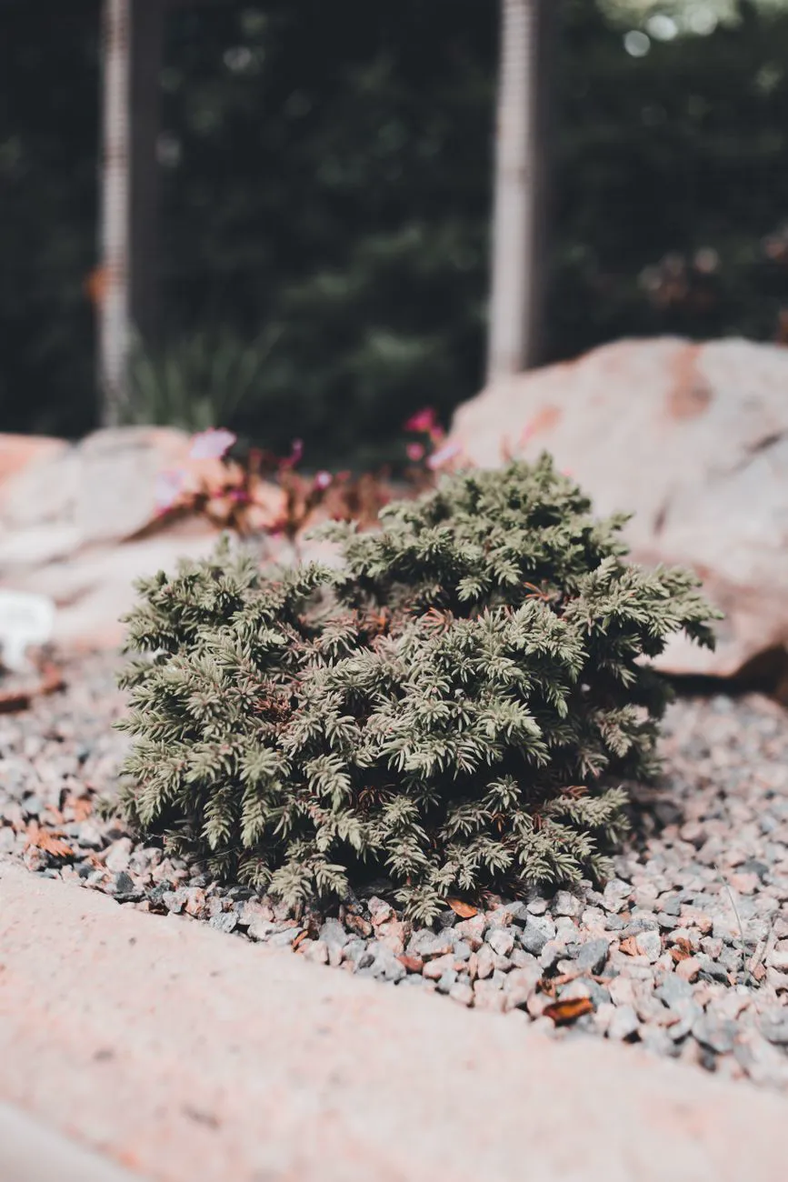 low-maintenance landscaping ideas — close-up of a green shrub surrounded by gravel