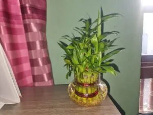 Lucky Bamboo Care