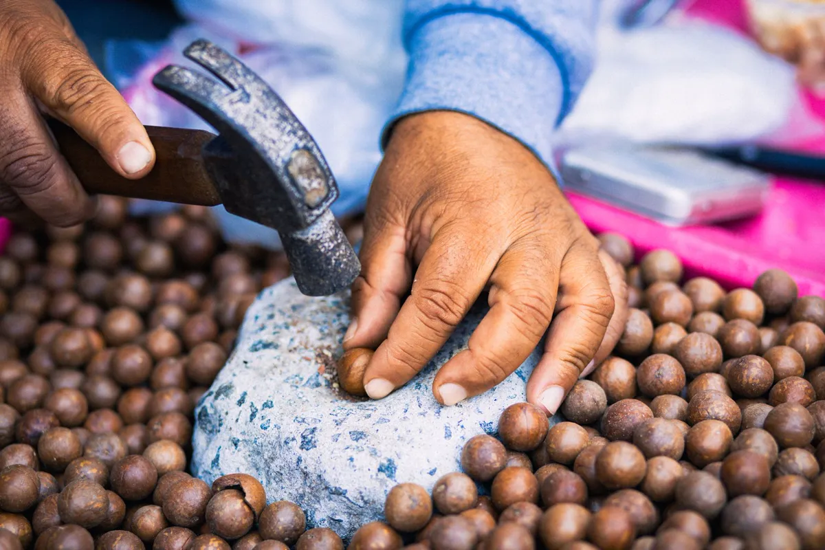 Hands cracking in-shell macadamia nuts with a hammer on a stone