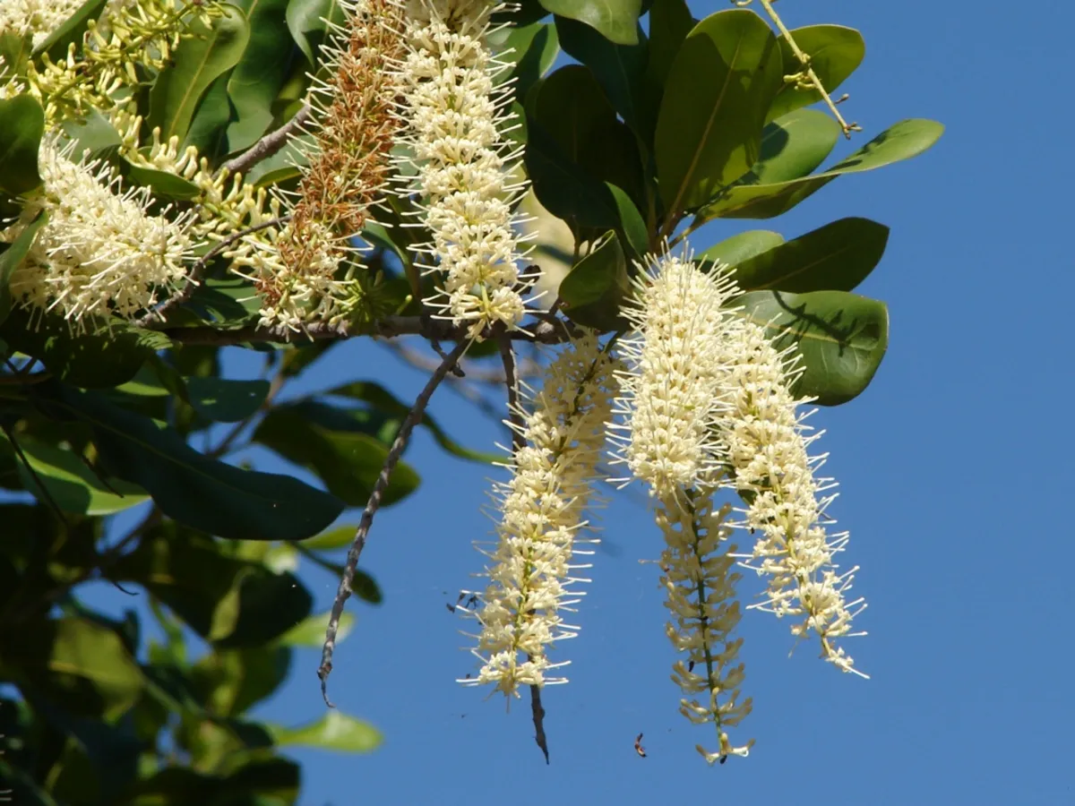 Cascading creamy white macadamia flower racemes against a blue sky