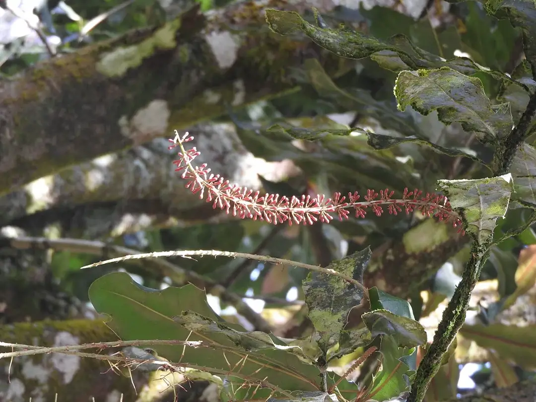 Macadamia tree branch with a flowering raceme growing in Sims Park, Ooty, India