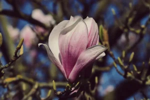 How to Grow Magnolia