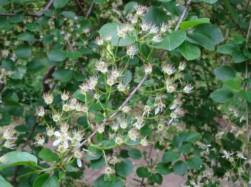 Mahaleb cherry branches covered in small white flowers with long stamens among round leaves