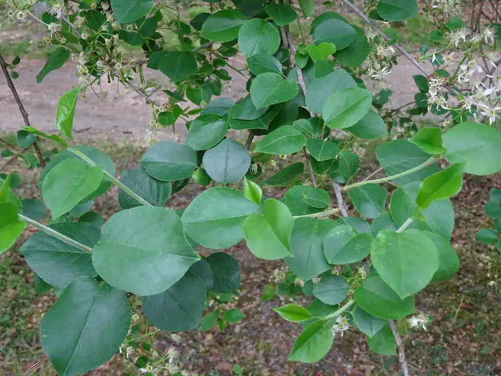 Rounded glossy green leaves of the mahaleb cherry tree