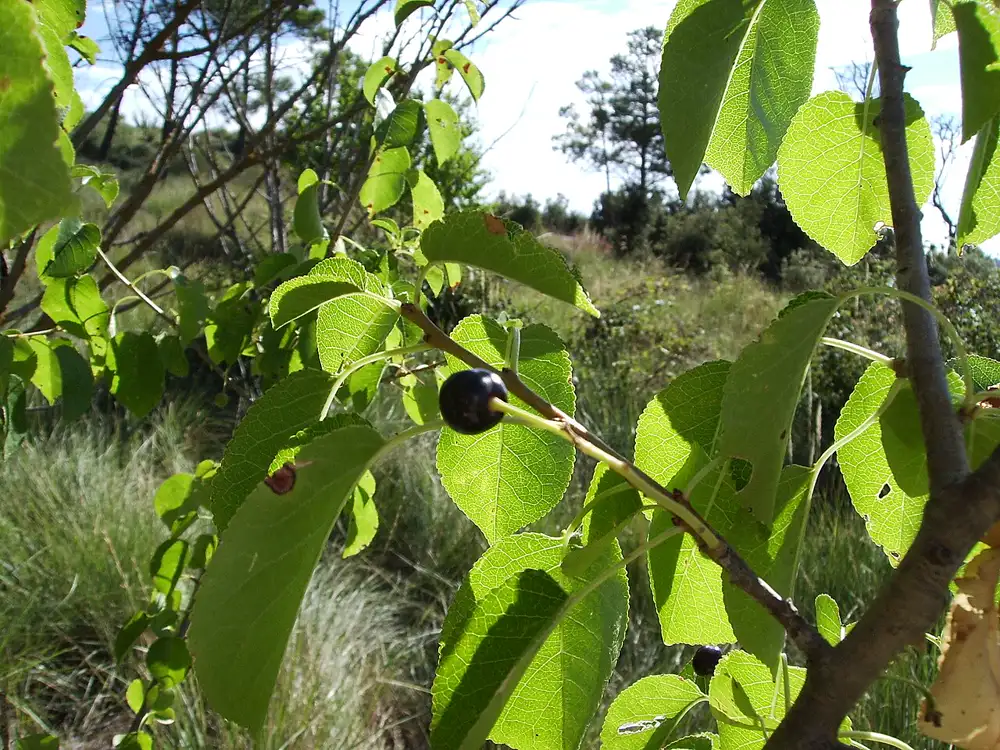 Small ripe black mahaleb cherry on the branch, its stone holds the mahlab kernel