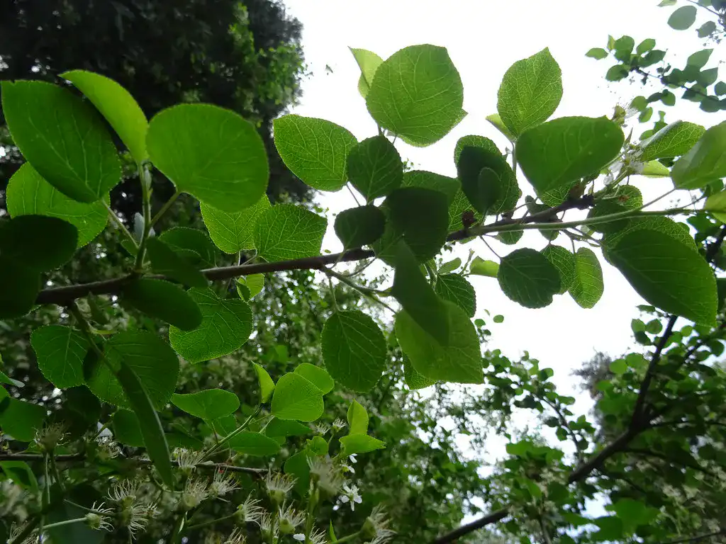 Mahaleb cherry foliage and blossom seen against a bright sky