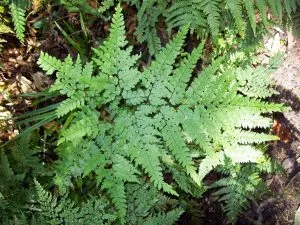 Maidenhair Fern Care Guide