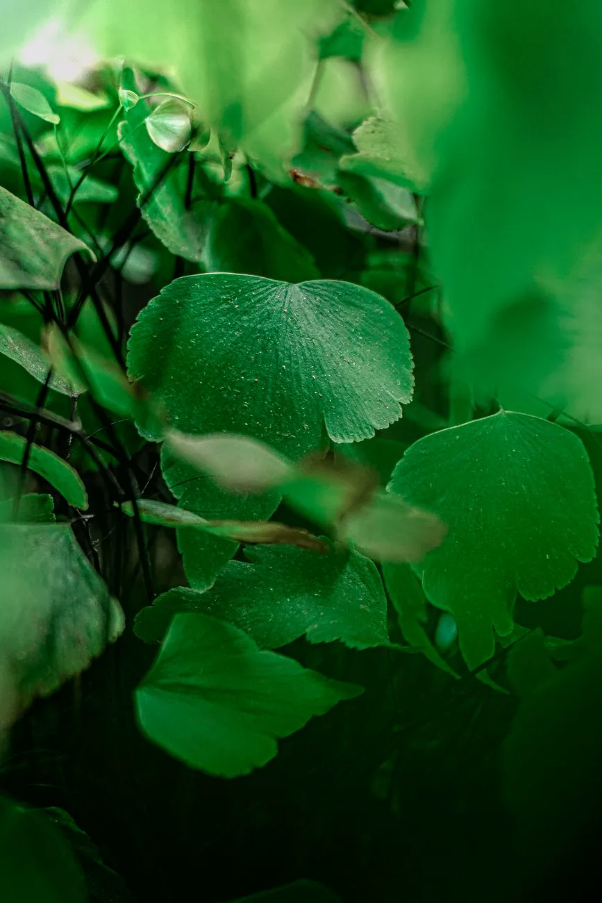 Detailed close-up of green maidenhair fern leaves in natural light.