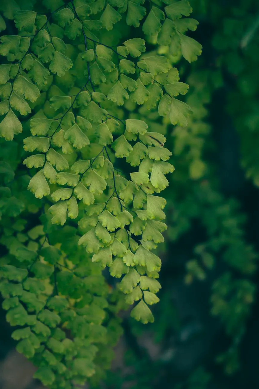 Close-up shot of green maidenhair fern leaves.