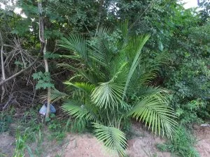 Majesty Palm Care: Complete Indoor Growing Guide