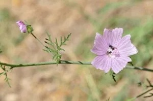 How to Grow Mallow (Malva)