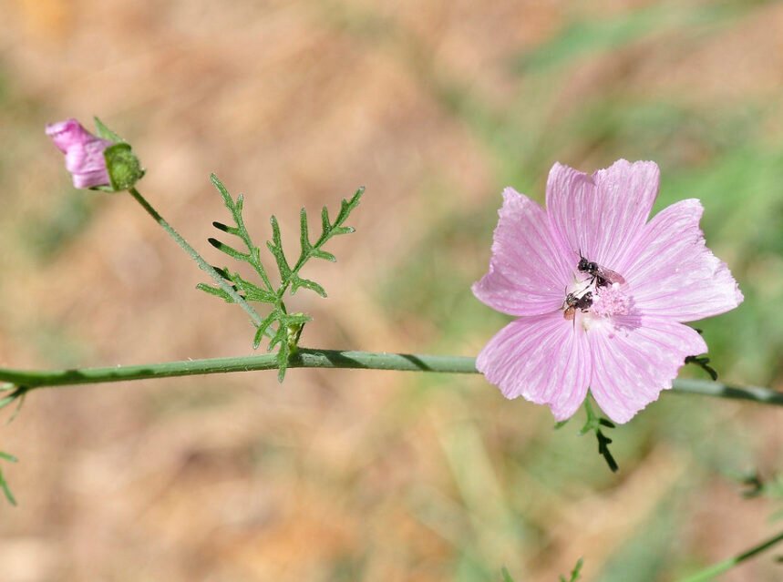 Pink veined mallow (malva) flowers