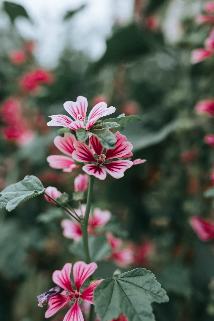 Close-up of pink Malva flowers amidst blurry background.
