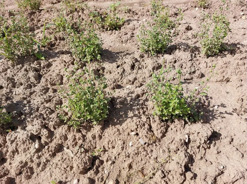 How to grow marjoram — sweet marjoram with small rounded leaves on square stems
