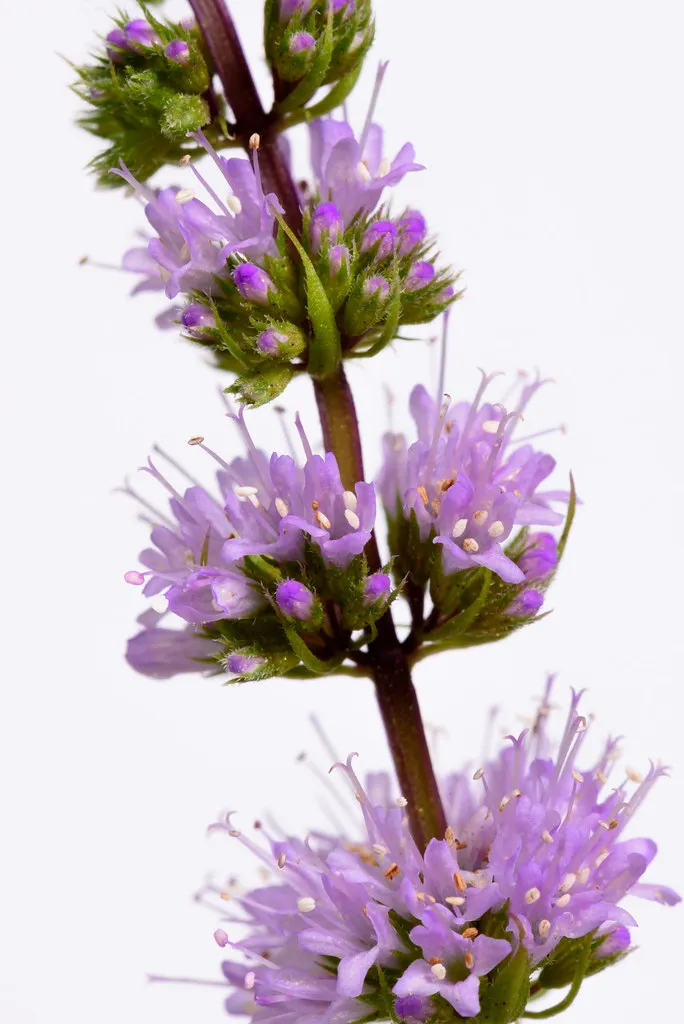 Mint plant in flower with whorls of small purple.