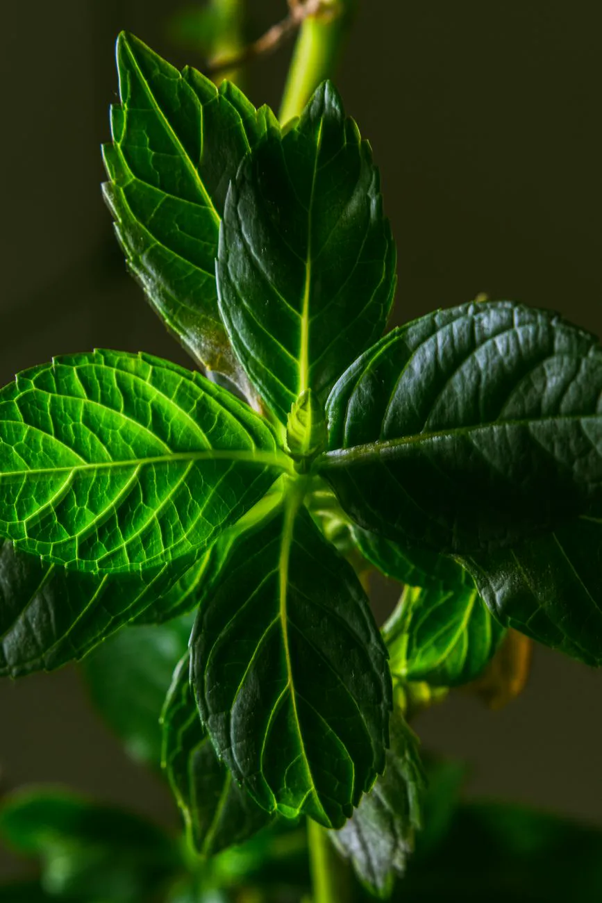 Detailed close-up of green mint leaves.