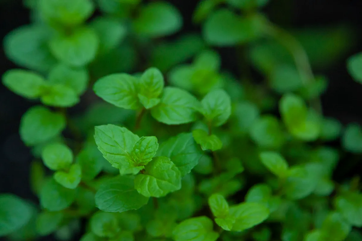 Detailed close-up of green mint leaves.