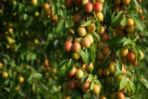 Mirabelle Plum