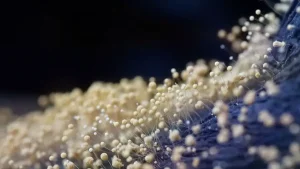 White Mold on Houseplant Soil